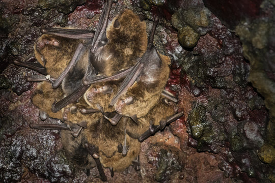 bat - Common noctule - (Nyctalus noctula) in cave
