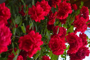 Цветы розы/Roses
