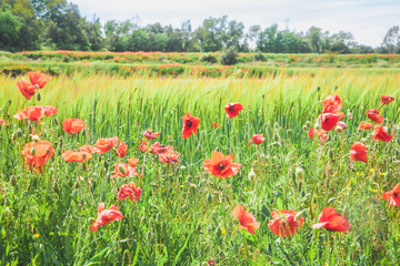 Fototapeta na wymiar Wonderful poppy field