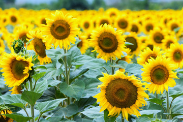 Fototapeta premium Beautiful sunflower field in summer (sunflowers)