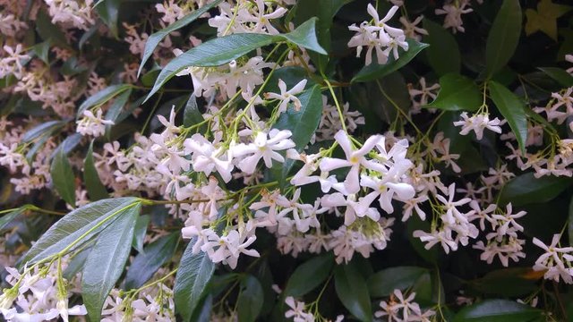 freshly opened white jasmine in a full bloom of spring. White jasmine symbolizes purity, brings light, peace, purity and comfort. It also relieves the feeling of despair and emotional shock.  Fresh ja