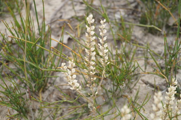 The plant from the Letea forest, Tulcea, Romania