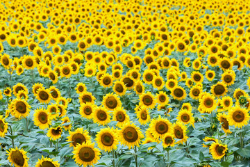 Beautiful sunflower field in  summer (sunflowers)