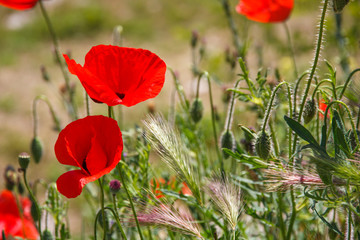 Bright red poppy flower with bud in field in nature in sunlight