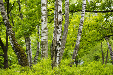Old birch forest