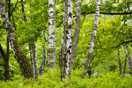 Fototapeta Old birch forest