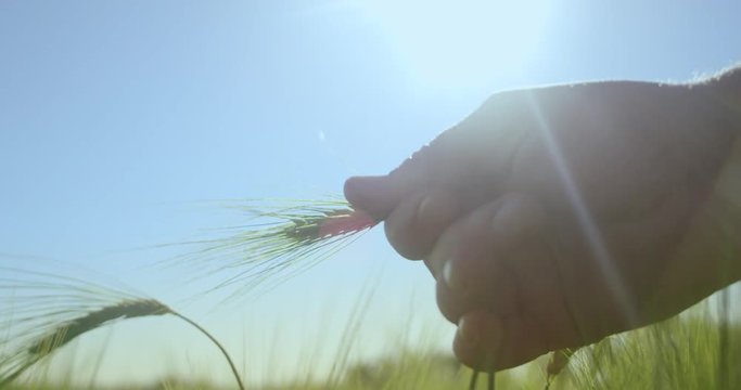 An agronomist is checking plants on a field