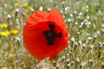 Amapolas