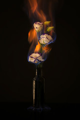 Naklejka premium Burning eustoma flowers on black background