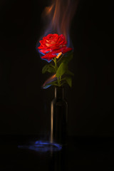Obraz premium Burning rose on black background