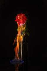 Fototapeta premium Burning rose on black background
