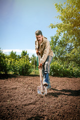 Farmer working in the garden with the help of a shovel digging the ground, on a sunny day