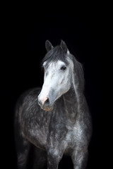 Fototapeta na wymiar Arabian stallion on black background. 