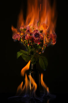 Burning roses on black background