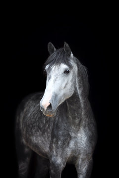Arabian stallion on black background. 