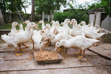 Ducks feed