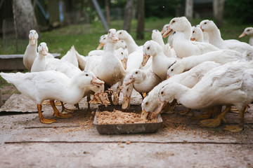Ducks feed