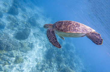 Obraz premium Sea turtle dives blue water. Snorkeling with tortoise. Wild green turtle in tropical lagoon.