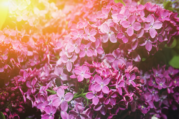 Beautiful large flowers of lilac in droplets of water, Colorful background. Closeup, selective focus.