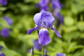 Iris flower, spring flowers