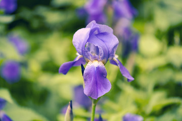 Iris flower, spring flowers