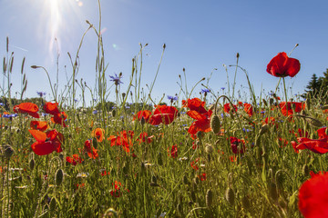 Obraz premium poppies blooming Meadow Nature Summer Wildflowers