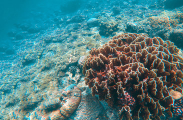 Naklejka na ściany i meble Undersea landscape with coral reef. Diverse coral shapes. Saltwater wildlife.