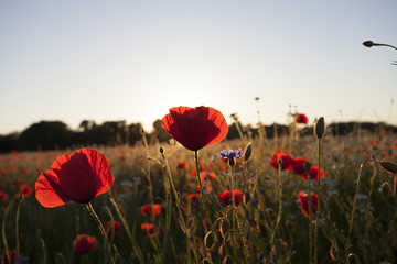 Obraz na płótnie Canvas Poppies Wildflowers field on bright shine sunset light