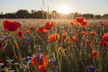 Obraz premium Poppies Wildflowers field on bright shine sunset light