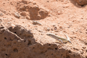 Haria lizard standing on a hot rocky ground in sunshine