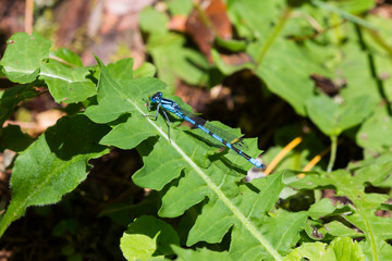 Azure dragonfly