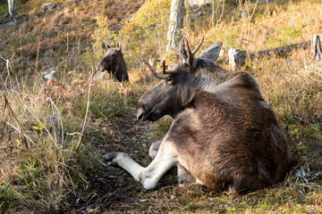 Moose or elk, Alces alces, bull lying down resting