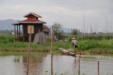 Fototapeta na wymiar PÊCHEUR TRADITIONNELLE ET JARDIN AQUATIQUE LAC INLE MYANMAR (Birmanie)