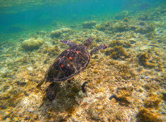 Naklejka na ściany i meble Sea turtle on seabottom. Snorkeling with tortoise. Wild green turtle in tropical lagoon.