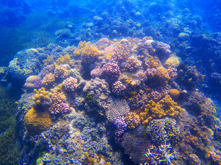 Underwater landscape with coral reef under sunlight. Diverse coral formation with seaweed.