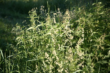 grass on spring meadow