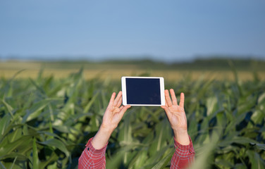 Man holding tablet above corn field