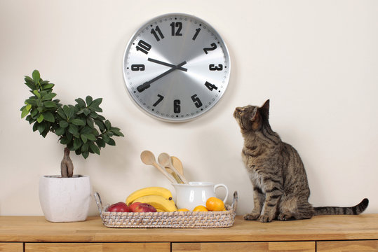 Hauskatze schaut auf Uhr an der Wand