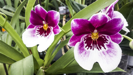 Orchid flower. Miltonia or miltonopsis orchid, beautiful colorful background.