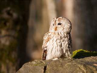 Tawny owl sitting on rock - Strix Aluco