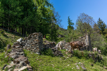 Quiet cows feeding in the Swiss Alps - 1