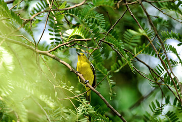 Common Iora or Aegithina Tiphia Yellow Bird in the Park