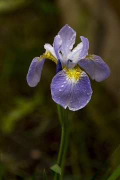 dew or rain drops on an iris bloom