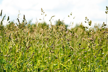 Obraz premium Timothy grass on a summer meadow.