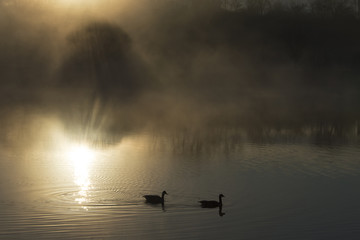 geese paddle through a foggy sunrise reflected on a pond