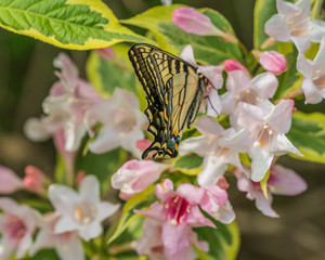 Eastern tiger swallowtail butterfly in spring in New Hampshire garden.
