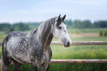 Fototapeta na wymiar Portrait of s grey stallion in a paddock.