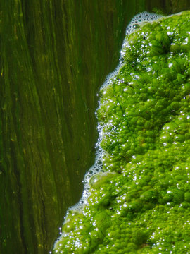 loook close up to water algae