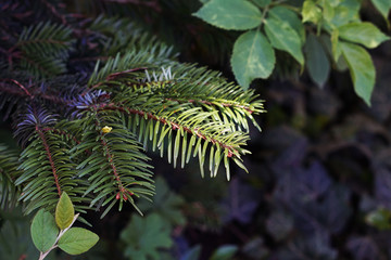 green spruce branch background