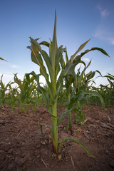 Corn plant in field